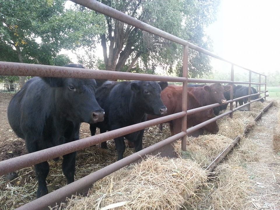 cows