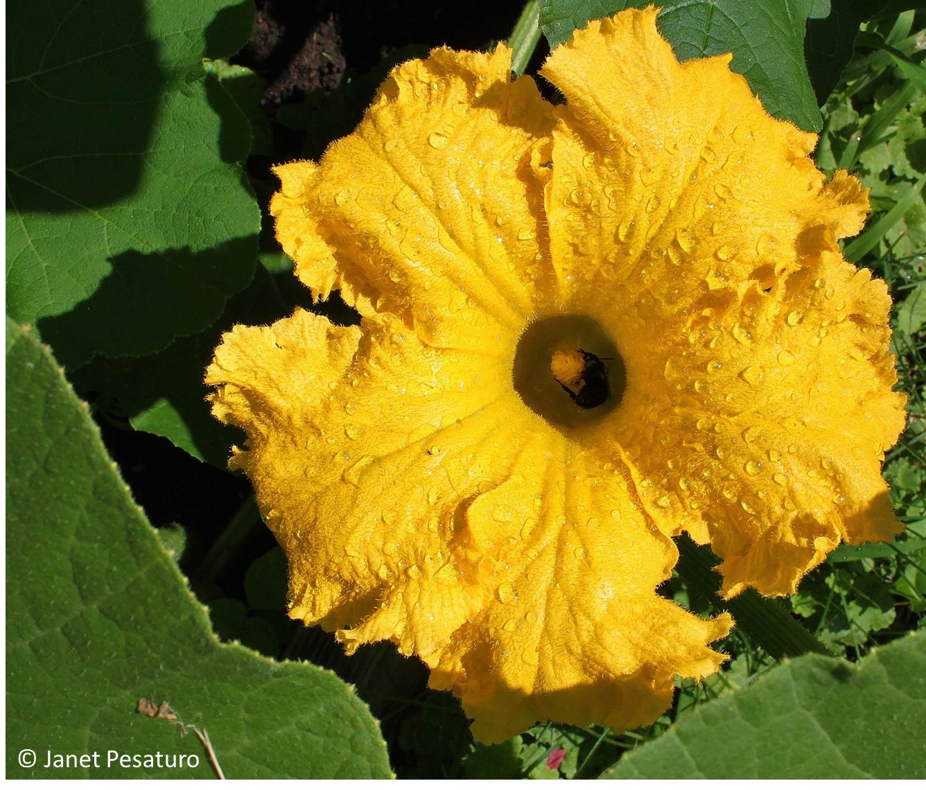 squash-blossum-closeup